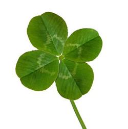 Lucky lottery clover image